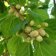 Gelso comune morus usato  Trappeto