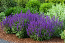 Salvia caradonna meadow for sale  Milford