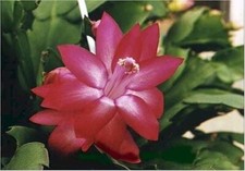Red christmas cactus for sale  Hacienda Heights