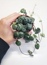 Ceropegia woodii string for sale  Rescue