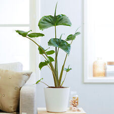 Alocasia stingray large for sale  UK