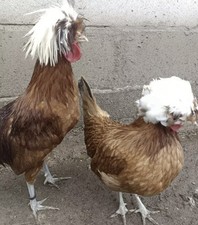 6xwhite crested multicoloured for sale  GLOUCESTER