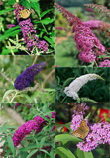 Buddleja davidii sommerflieder gebraucht kaufen  Lastrup