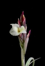 Tillandsia crocata giant for sale  Paducah