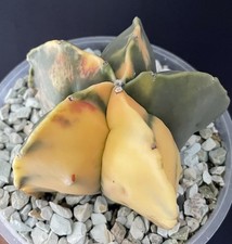 Parfait gros cactus d'occasion  Aire-sur-l'Adour