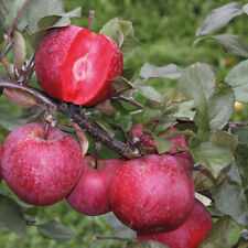 Apple garden fruit for sale  IPSWICH