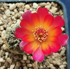 Sulcorebutia tarabucoensis 960 usato  Tramonti