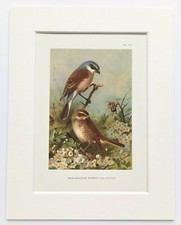 Archibald thorburn red for sale  NORWICH