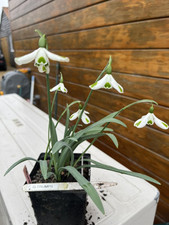 Galanthus trumps snowdrop for sale  NOTTINGHAM