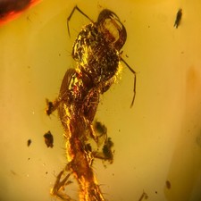Unknown larvae burmese for sale  GILLINGHAM