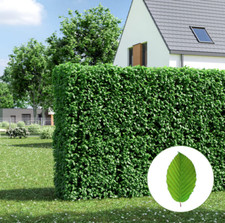 Hainbuchen hecke versandfreie gebraucht kaufen  Wardenburg