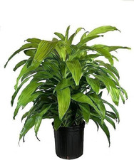 Dracaena lime light for sale  USA