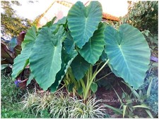 Colocasia jack giant d'occasion  Arzacq-Arraziguet