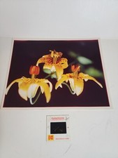 Usado, Fotografia fotográfica vintage da década de 1970 colorida vintage Columbia Tiger Lillies Oregon comprar usado  Enviando para Brazil