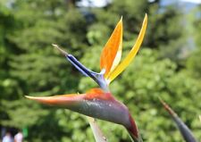 Strelizia reginae oiseau d'occasion  Perpignan-