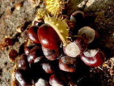 Horse chestnut seeds for sale  Ogden