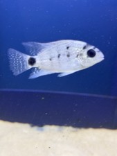 Vieja argentea silver for sale  Woodbridge