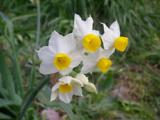 100 semi narciso usato  San Cassiano