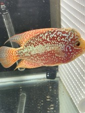 Female gold base for sale  Winston Salem