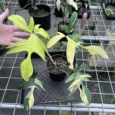 Philodendron florida beauty for sale  USA