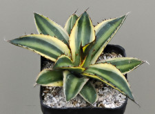 Agave lophantha quadricolor for sale Agave lophantha quadricolor for sale  WALTON ON THE NAZE