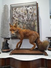 Taxidermy full size for sale  KINGSWINFORD
