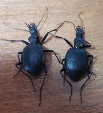 Coleoptera carabidae cychrus usato  Roma