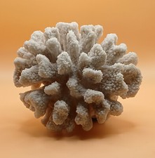 Natural coral white for sale  Flagstaff