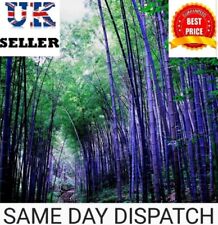 Purple bamboo timor for sale  WEMBLEY