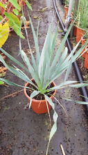 Yucca french flag d'occasion  Mont-près-Chambord
