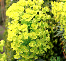 Euphorbia characias subsp. for sale  WALLINGFORD