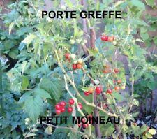 Sachet 240 graines d'occasion  Bourges