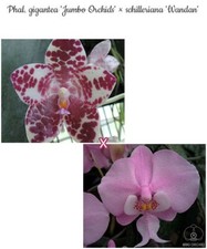 Phal. gigantea jumbo for sale  Ambler
