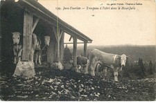 Jura jura touriste d'occasion  France