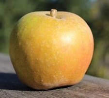 Ashmead kernel apple for sale  Oakland