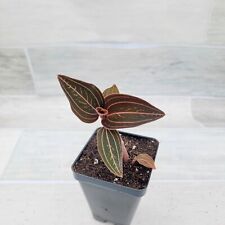 Ludisia discolor black for sale  Reseda