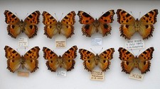 Selection large tortoiseshell for sale  PERSHORE