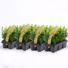 Bosso buxus microphylla usato  Valmacca