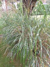 Zebra grass seeds for sale  Castro Valley