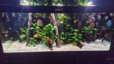 Aquarium wood forest for sale  WITHAM