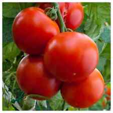 Floridade tomato seeds for sale  Deltona