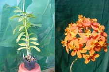 Epidendrum radicans hybride usato  Spedire a Italy