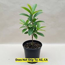 Black sapote tree for sale  Vero Beach