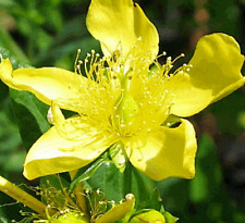 John wort seeds for sale  Berwyn