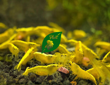 Yellow goldenback shrimp for sale  Clarksville