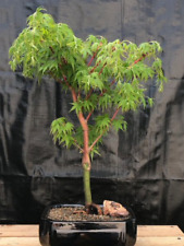Coral bark japanese for sale  Patchogue