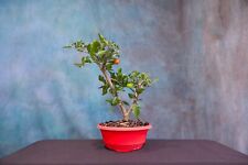 cherry fruit tree for sale  North Fort Myers