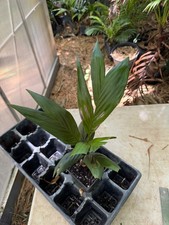 Calyptronoma plumeriana palm for sale  Port Saint Lucie