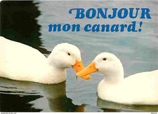 Animals birds humorous d'occasion  Expédié en Belgium
