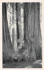 Postcard giants redwood for sale  Oakville